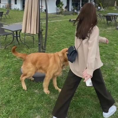 狂龙勇虎